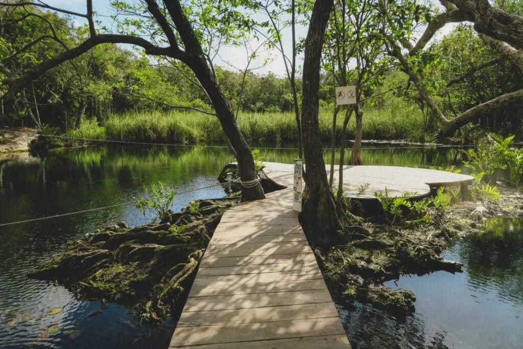 El Cenote Corazón de Tulum, uno de los lugares más emblemáticos que encontrarás en todo el Caribe Mexicano. 💧🍃☀️ @JorgePortillaMX 📸 Descubro MX