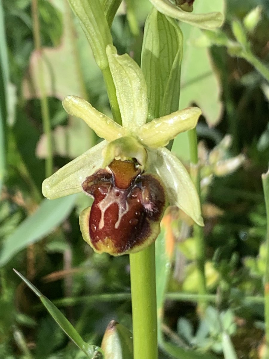 Estrella Alfaro Saiz tweet media