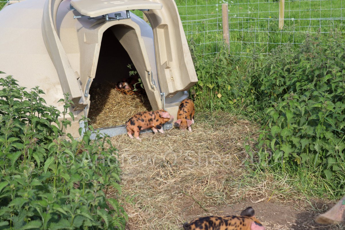 SlateHouseFarm's tweet photo. These arks are amazing, so much easier to handle and use compared to traditional Pig Arks. Here's mine https://t.co/UKznau9YkY