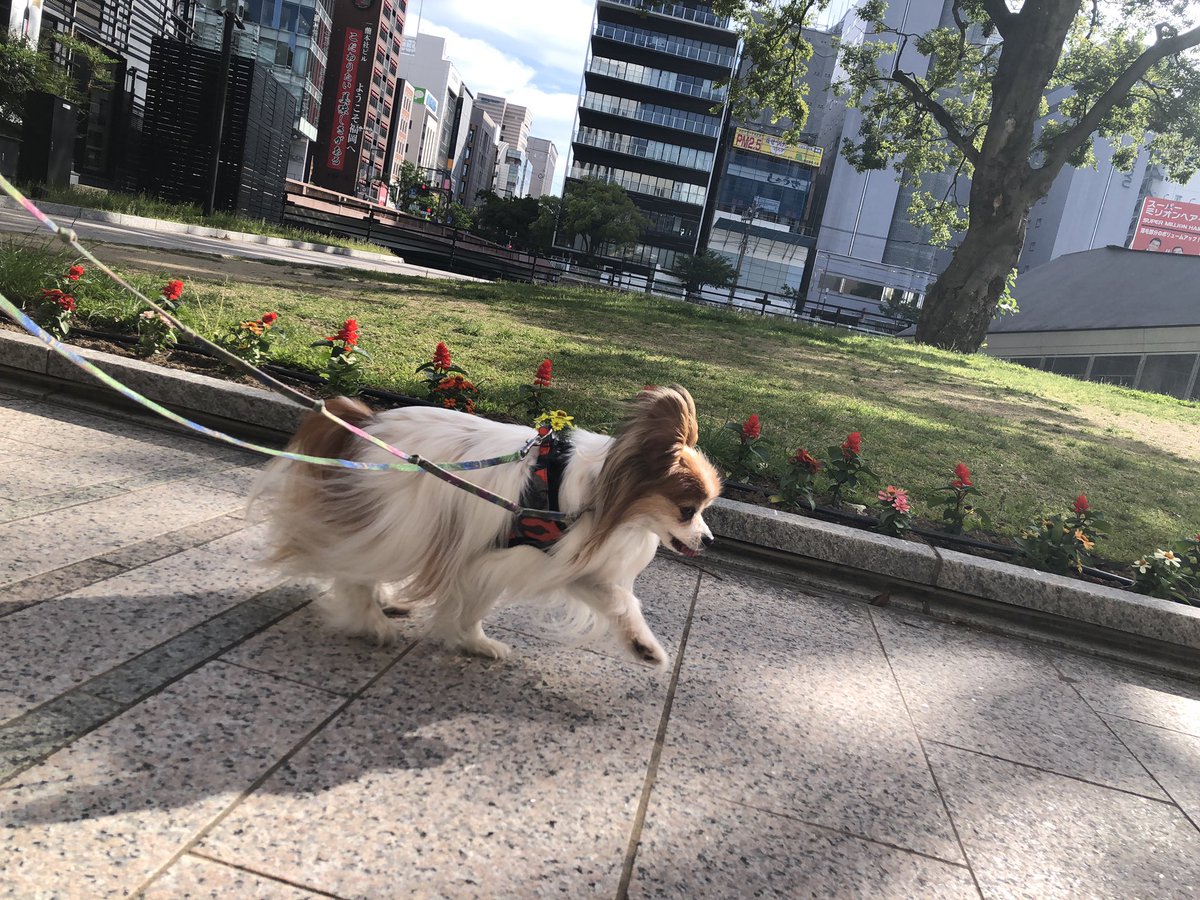 wanpark_189's tweet photo. お散歩✨
また遊ぼ〜ね💕

ワンパーク西中洲店は24時間営業、年中無休、24時間送迎対応のお店となっております！ https://t.co/4oRJf5vVcC