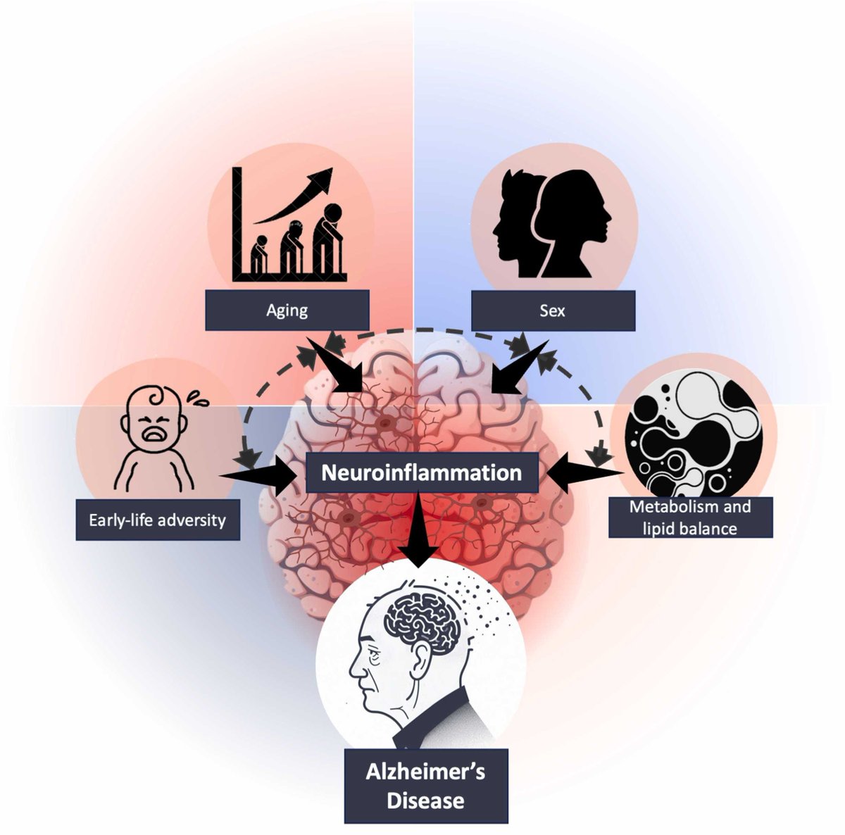 We discuss importance of appropriate polyunsaturated fatty acids (PUFA) in the diet for the #metabolism of specialised pro-resolving mediators (SPMs); raising the possibility for dietary strategies to improve #Alzheimer’s disease outlook.
sciencedirect.com/science/articl…