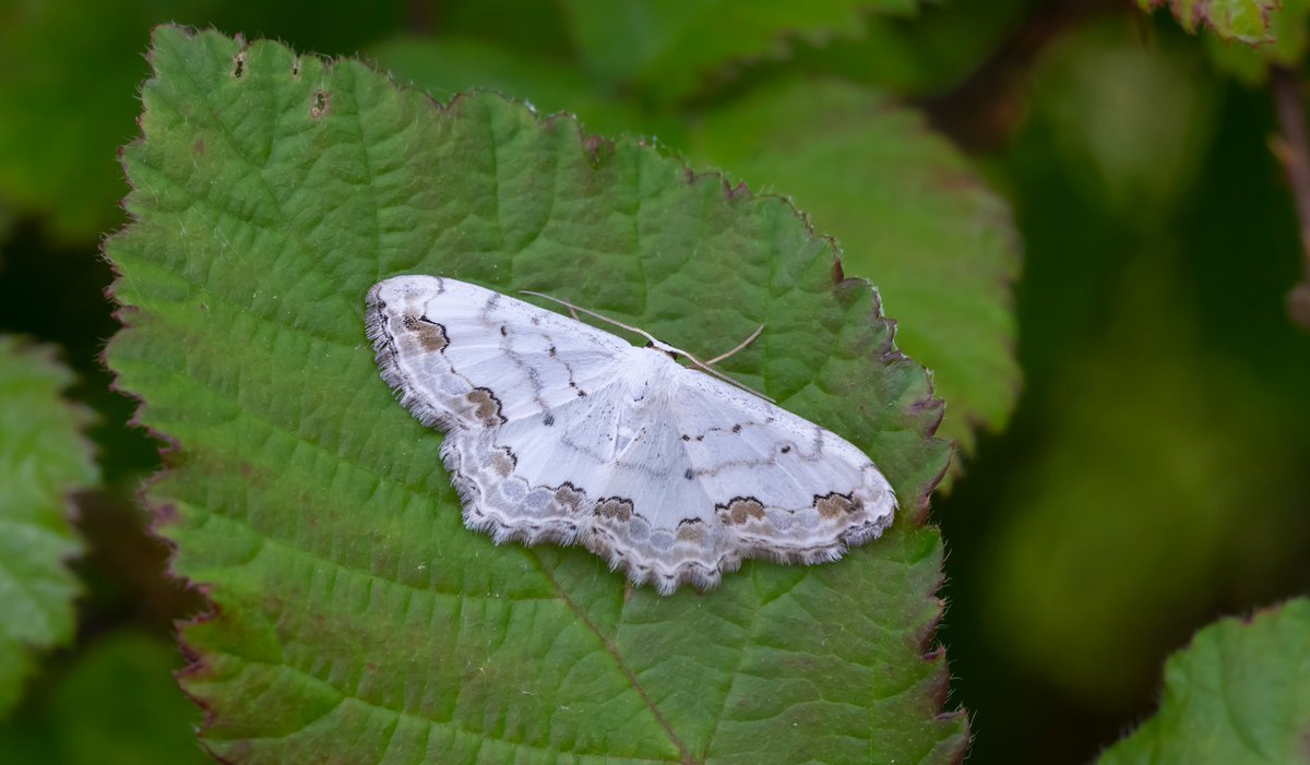 There are not many things nicer than a fresh Lace Border. The first brood has just started in both Sussex sites. This beauty was my first of the year today. The Friston site kicked off on Friday. @savebutterflies @BCSussex @SussexWildlife