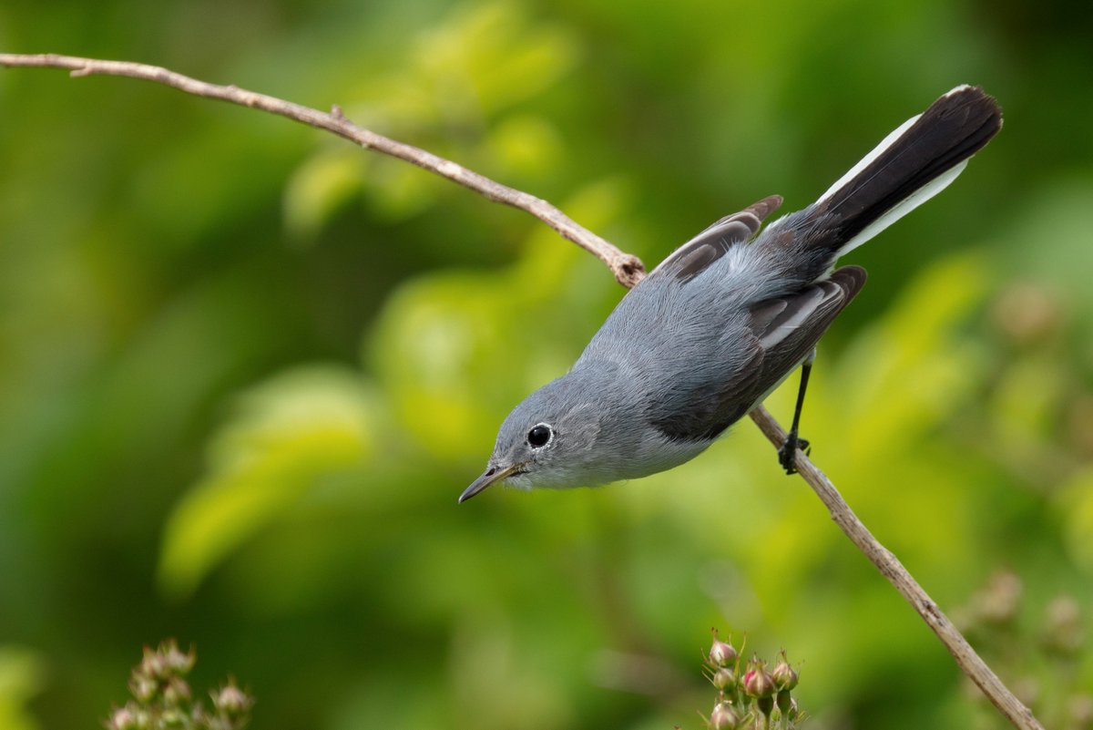 Vincent Iadevaia tweet media