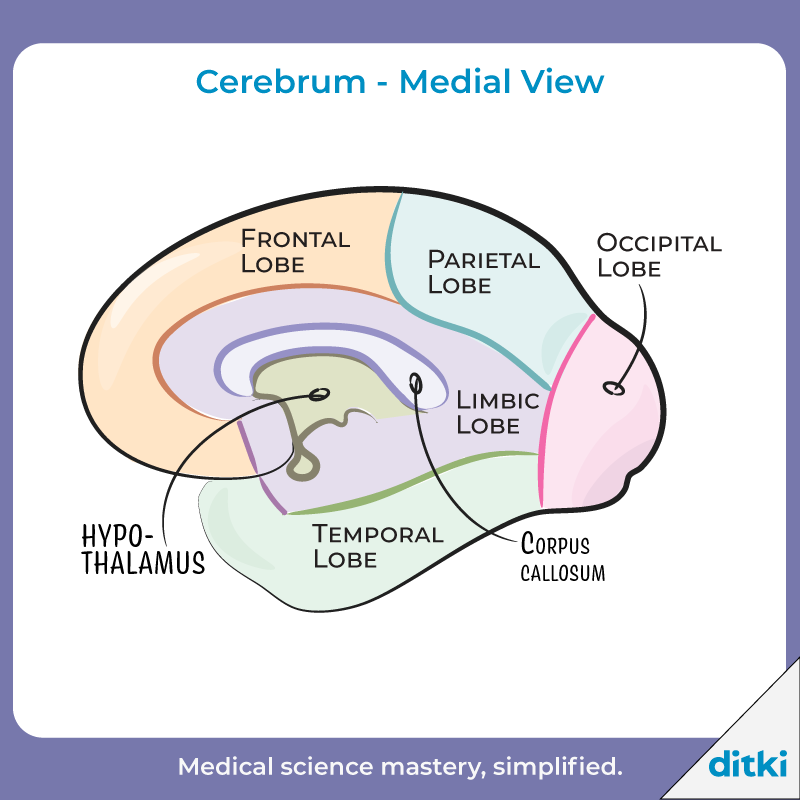 Our brain atlas and clinical images will help you go from simple illustrations to the 'real thing'!

l8r.it/ecWf

#ditki #usmle #meded #medschool #medstudent #highered #brain #neuroanatomy #neuroscience #anatomy #brainimages 
#nursing #pance #physicianassistant