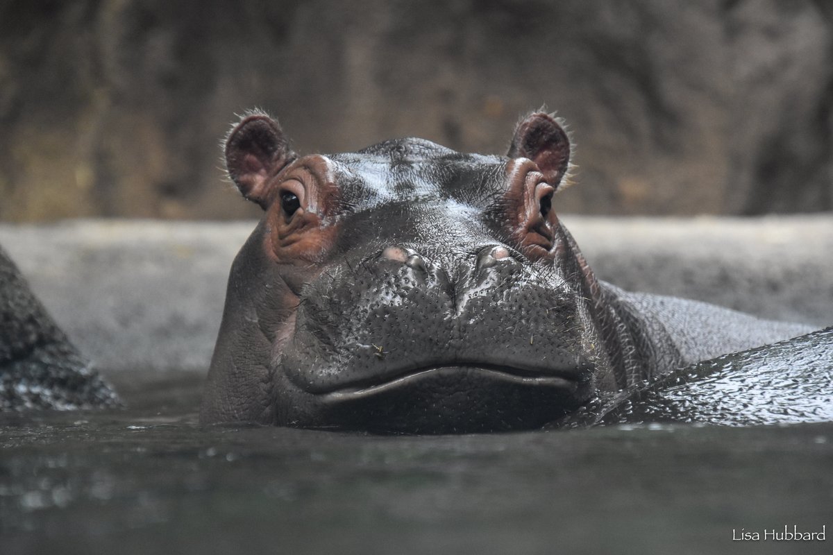 Fritz the hippo! 🤩 Hippos eyes, nose & ears are located on the top of their head so they can see & breathe while still submerged in water