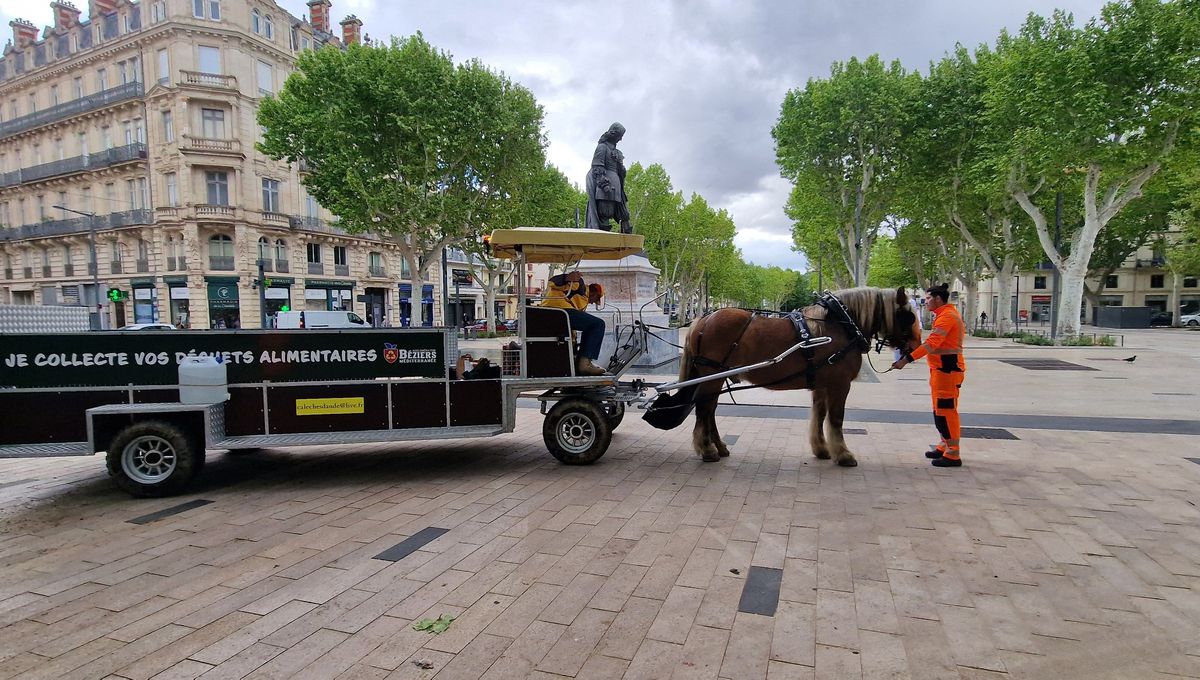 Les #biodéchets ramassés à cheval dans l'hyper centre-ville de Béziers

ow.ly/wQ9z50RMeq9