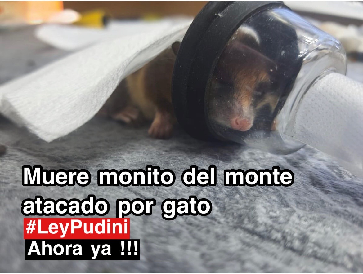 No solo de perritos se trata. Los gatitos tampoco deben andar sueltos en zonas de fauna silvestre .

En región del Biobio muere monito del monte atacado por gato .

Exigimos una #LeyPudini ahora ya !!!

Foto de <a href="/CNacurutu/">Centro Ñacurutú</a>  

<a href="/camila_musante/">Camila Musante - Diputada Distrito 14🌿🇨🇱</a> <a href="/Felixecologista/">Félix González</a> <a href="/diputada_yovana/">Yovana Ahumada Diputada 🇨🇱</a>