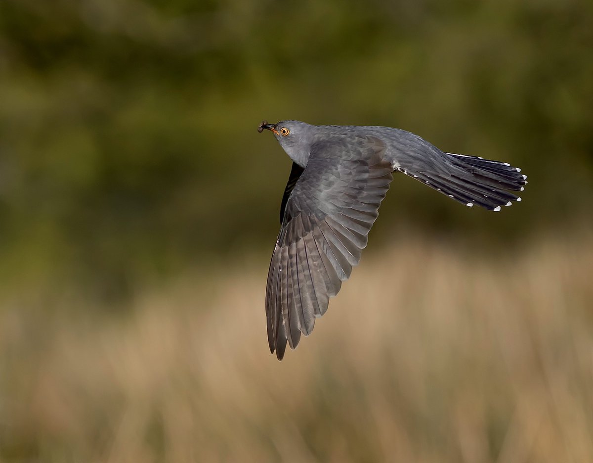 Cuckoo on Bodmin moor.
@CBWPS1 #BirdsOfTwitter #Birds #Birdphotography #TwitterNatureCommunity #NaturePhotography #birding #WildLifePhotography #NatureLovers #BirdsSeenIn2024