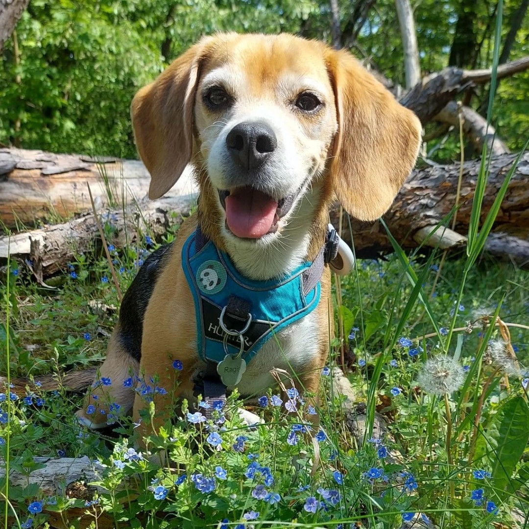 Ragis, a BFP ambassador, alumni, and animal testing testing survivor, is enjoying the beautiful springtime in Germany! 🌻

#beaglefreedomproject