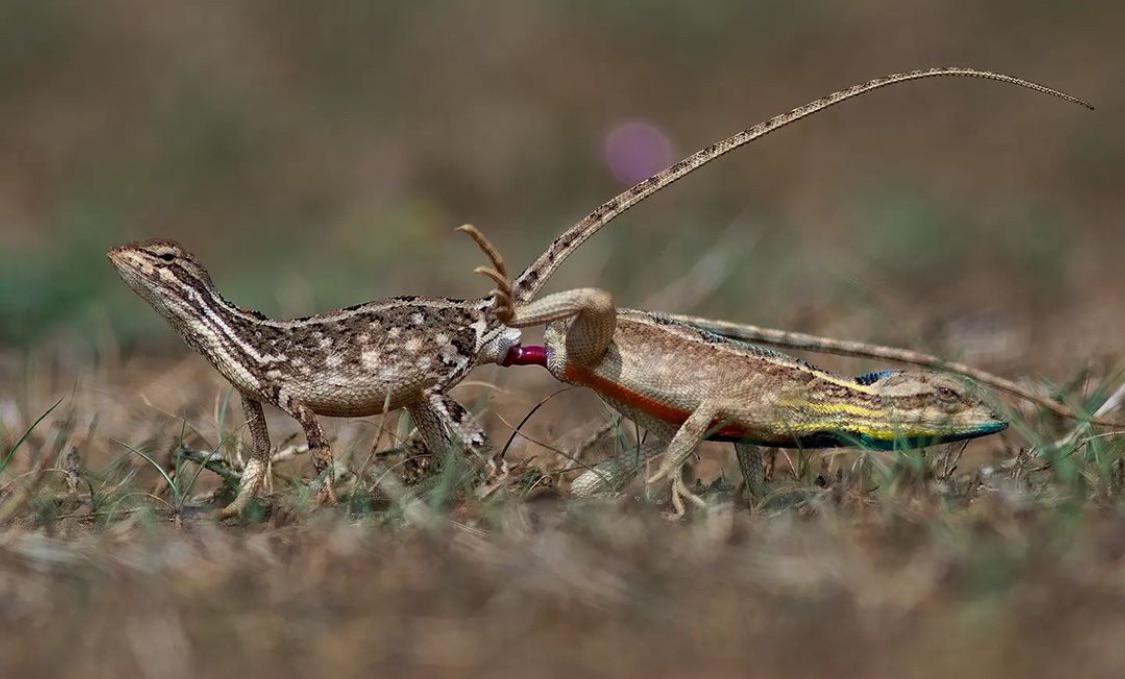 🔥fan-throated lizards mating - shot by ratnakar hiremath.