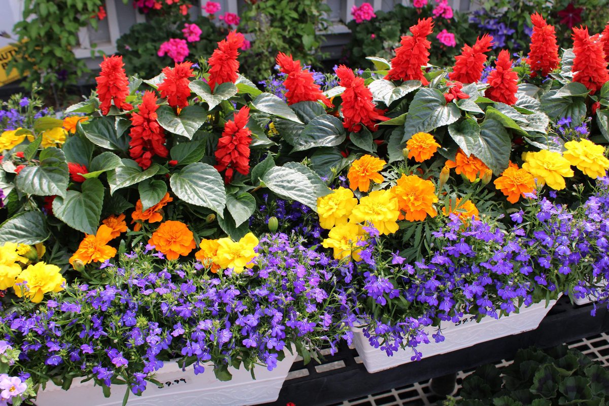 Some color for our followers on this dreary weekend. These pre-planted Window Boxes are ready to go and feature a stunning mix of Lobelia, Marigolds and Salvia that are sure to catch the eye and draw attention!

#windowboxes #planters #flowers #smallbusiness #billerica