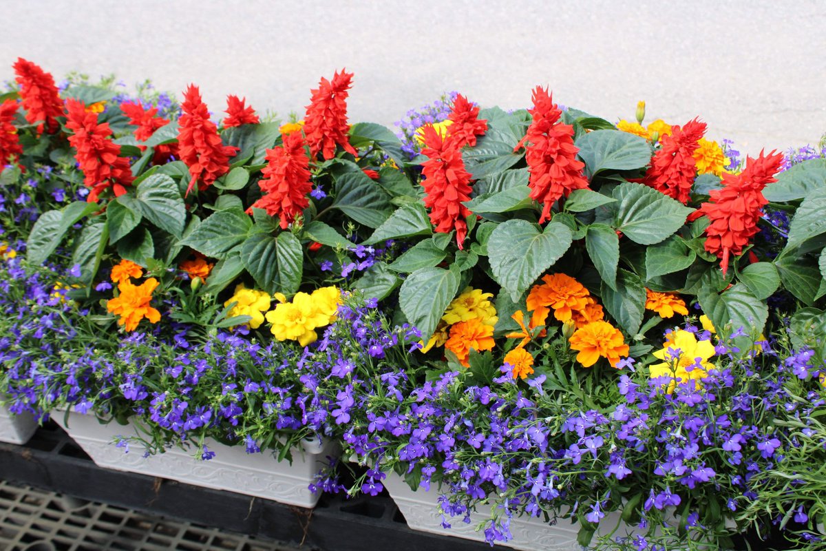 McCuesOutlet's tweet image. Some color for our followers on this dreary weekend. These pre-planted Window Boxes are ready to go and feature a stunning mix of Lobelia, Marigolds and Salvia that are sure to catch the eye and draw attention!

#windowboxes #planters #flowers #smallbusiness #billerica