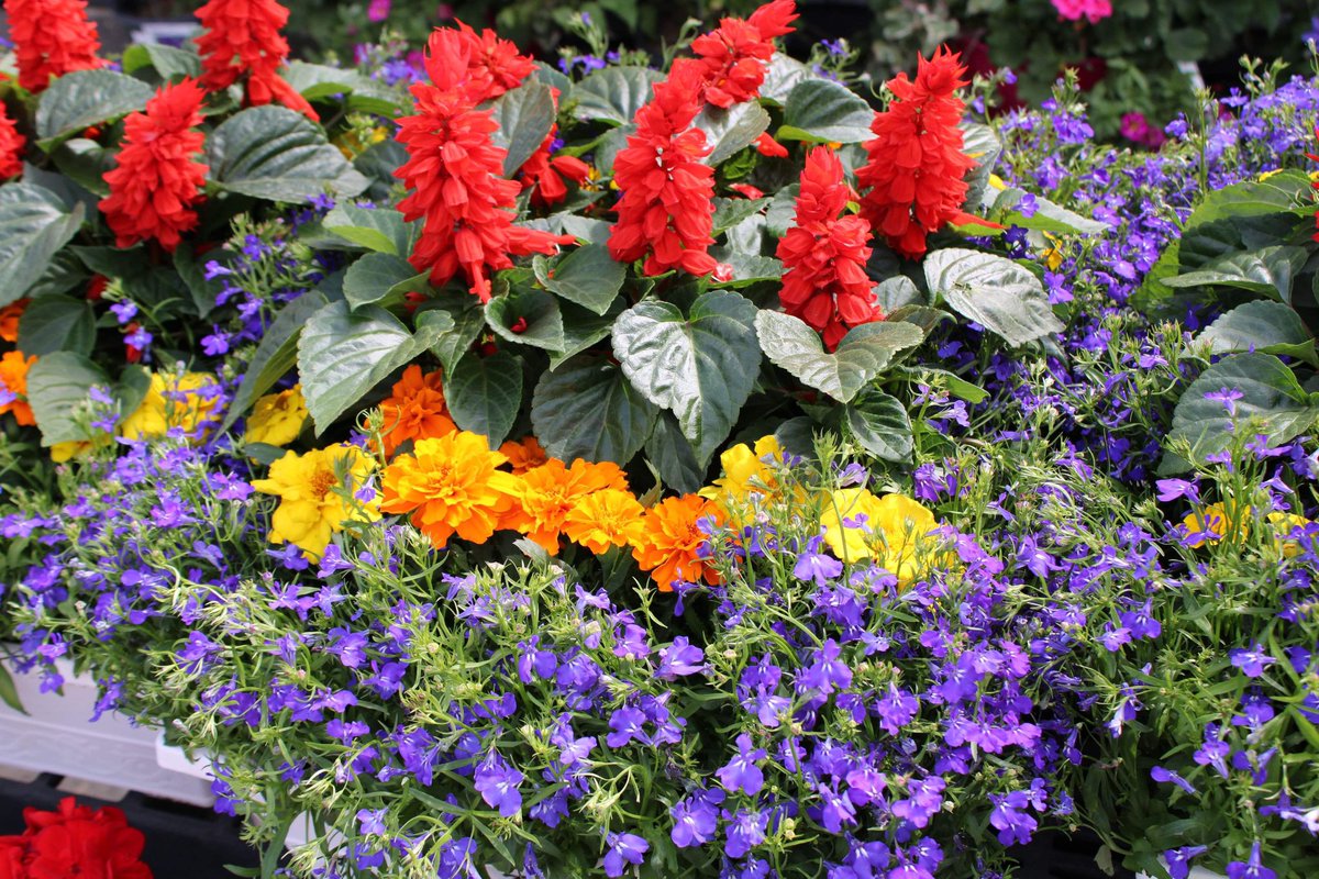 McCuesOutlet's tweet image. Some color for our followers on this dreary weekend. These pre-planted Window Boxes are ready to go and feature a stunning mix of Lobelia, Marigolds and Salvia that are sure to catch the eye and draw attention!

#windowboxes #planters #flowers #smallbusiness #billerica