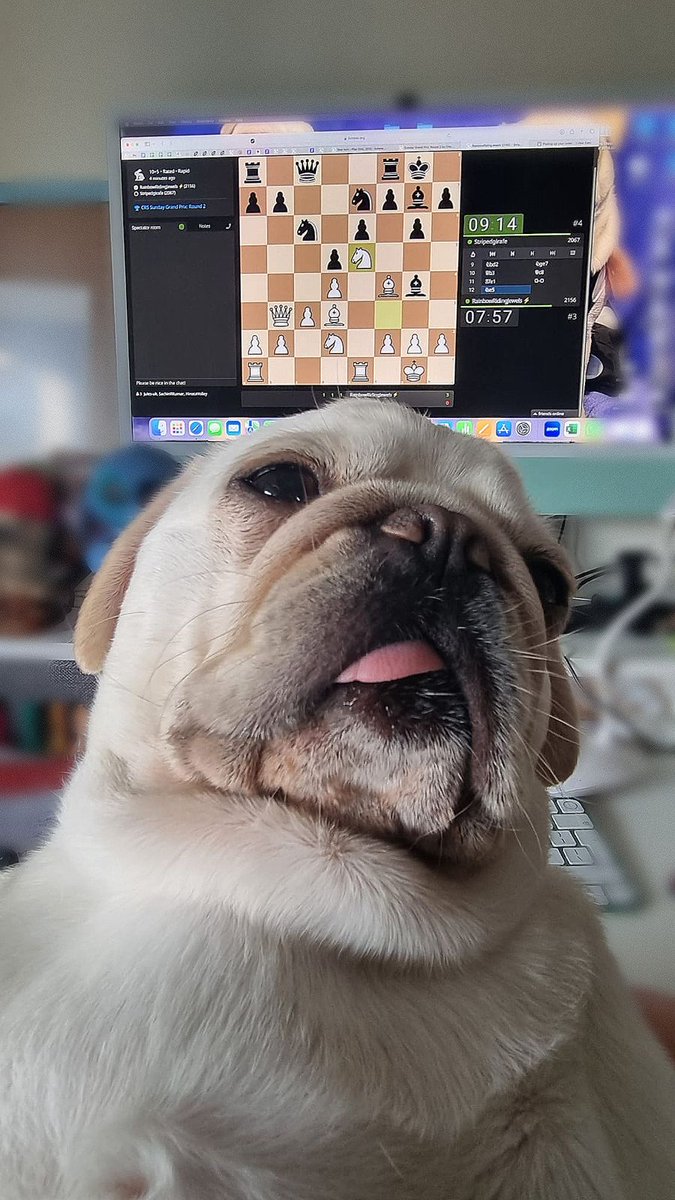 Chess_Butterfly's tweet image. My face when I watch my student&apos;s games  😛🤨