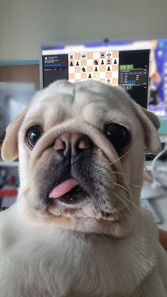 Chess_Butterfly's tweet image. My face when I watch my student&apos;s games  😛🤨