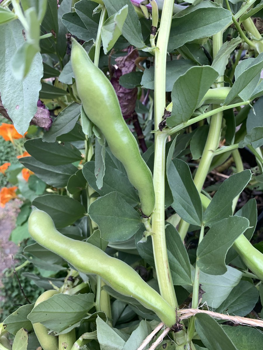 Kenneth33071904's tweet photo. My favas https://t.co/gRy0Mgczdu