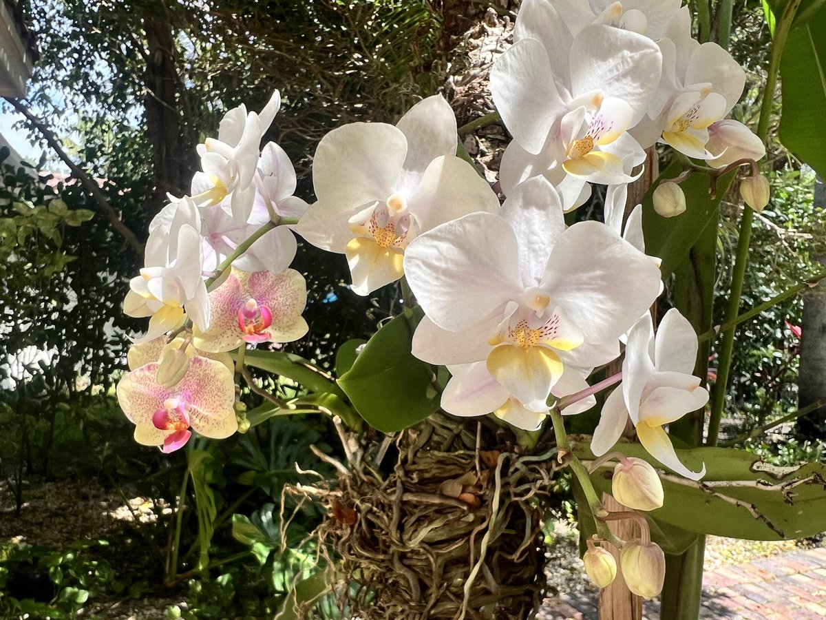 Tim Allen tweet media