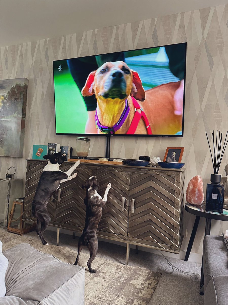 We’re watching @thedoghouse_tv 

Both are entertaining. 😂🐾