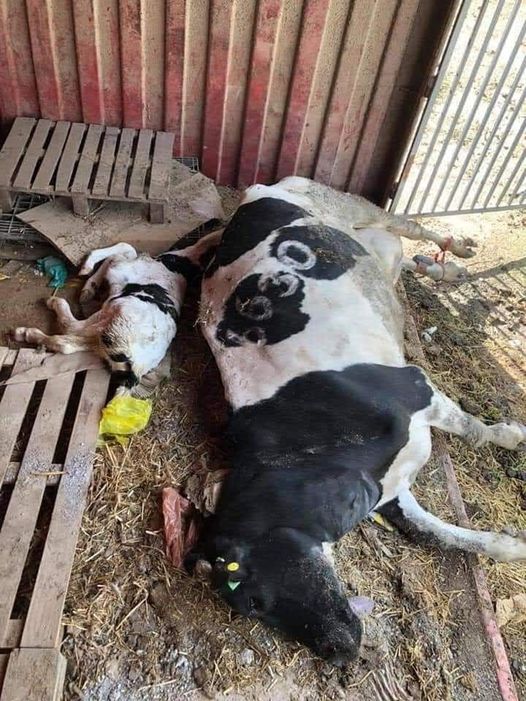 Number 6630. Just a 'discarded' dairy cow with her child. Did she die giving birth? Who knows..who cares?? We f.....g do. I do. Can you see the rope around her legs? My whole being is crying, people. Why? Miserable humans... Farmers love their animals...