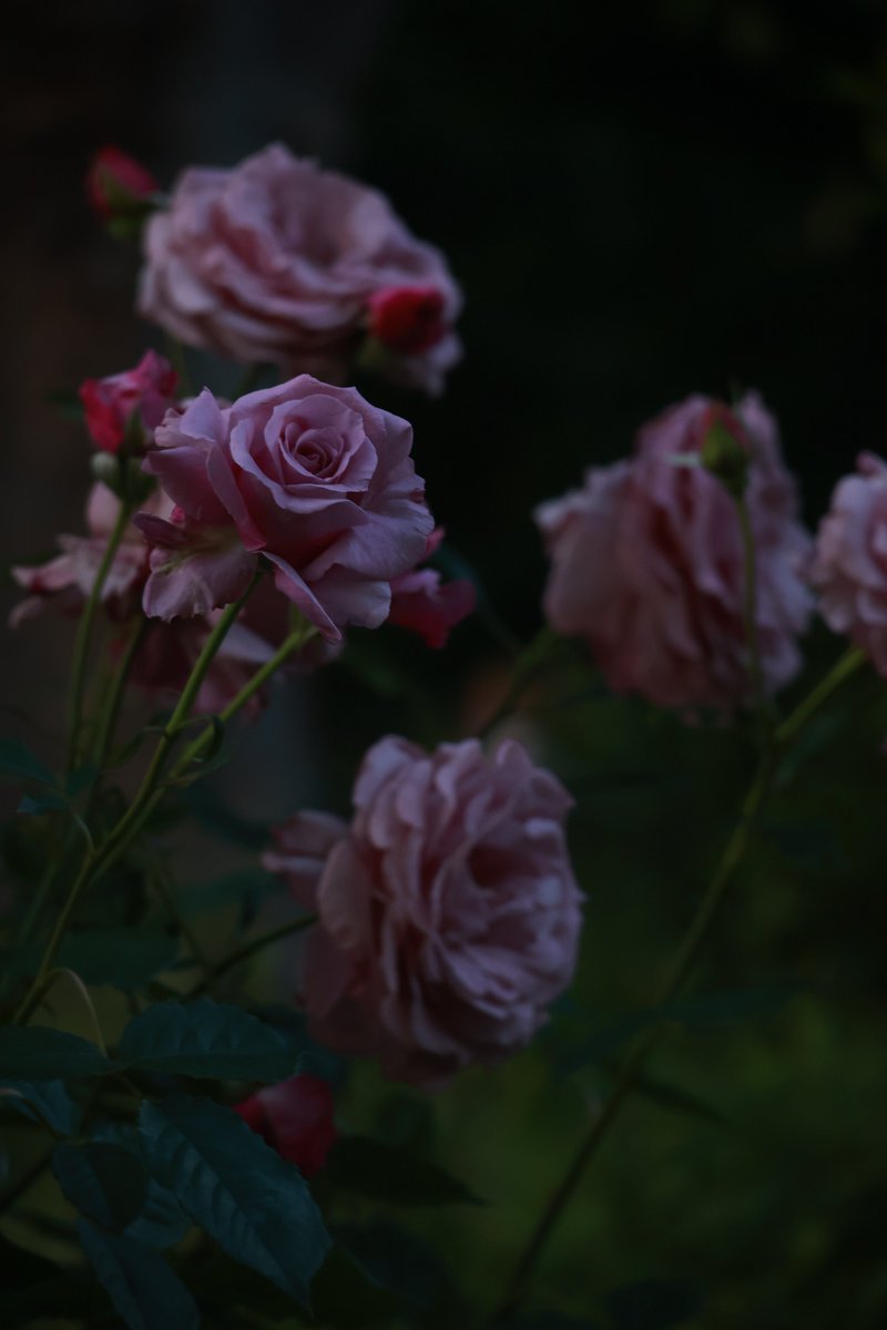 けいくん (@sonic_punch) / Posts / X