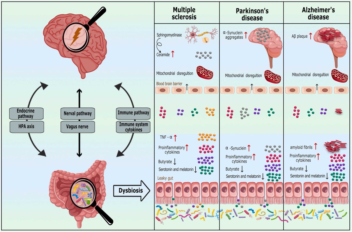 #Gut #microbiota in #neurological diseases: #Melatonin plays an important regulatory role

Discuss role of MELin body, and to describe possible relationship between gut microbiota & MEL production, as well as the potential therapeutic effects of MEL on neurological diseases.