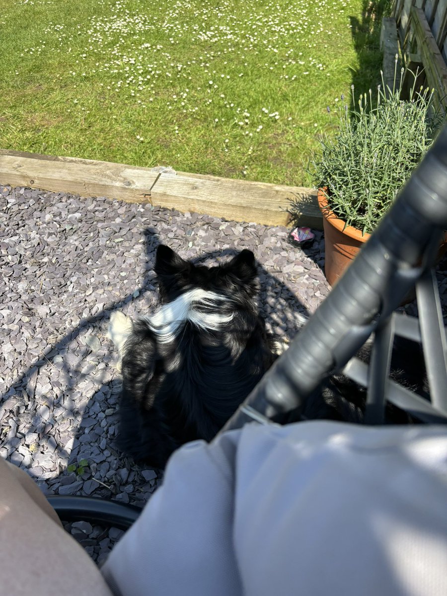 #ashthecollie #lazysundayafternoon #gardenlife #itsadogslife #bodercollie