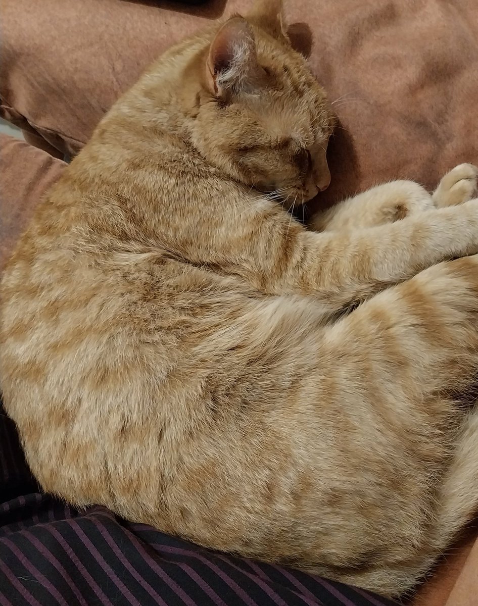 Quante ne combina... poi, dorme come un angioletto con l'aureola 😇 #gatti #cats #vitadagatti #catslife #CatsLover #CatsLover #buonadomenica