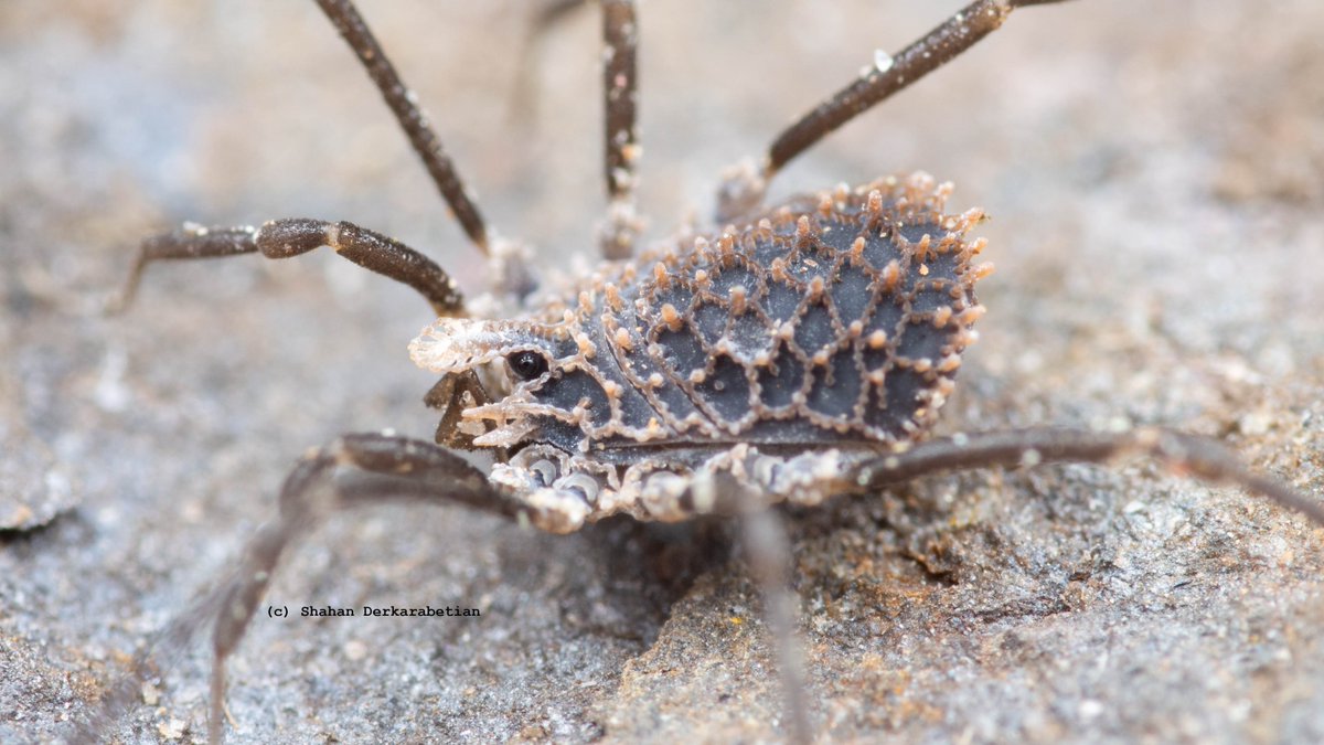 Ortholasma coronadense! Perhaps the coolest looking #Opiliones in southern California. Lots of interesting microsculpture on the body. Found underneath a rock embedded in the soil.