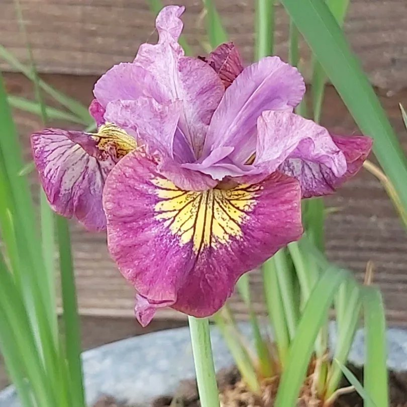 EricKlaassens's tweet photo. Wie kan me vertellen wat voor #plant dit is waar deze #prachtige #bloem uitkomt?? https://t.co/gJIpTmbMA8