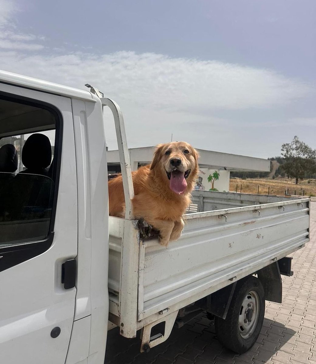 Ne kadar mutlu olduğuna bakar mısınız kamyonetin arkasında? Muhtemelen gezmeye çıktılar sanıyor ama durdukları yer barınak önü, terk edildiğinden habersiz 🥹 5 yaşında erkek, kedilerle anlaşamıyor. Acilen geçici/ kalıcı yuva aranıyor. İletişim : Instagram üzerinden