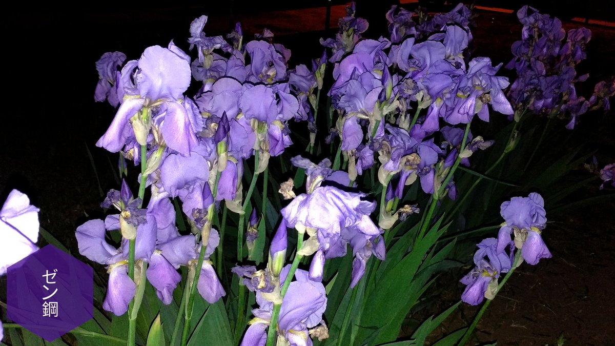 Night iris 5

#DHC #nature #NaturePhotography #NatureBeauty #naturelovers #photo #photooftheday #photograghy #photographylovers #photographylover #photographer #mood #flower #petals #spring #FlowersOfTwitter #フォト #花 #自然 #vibe #花びら #iris