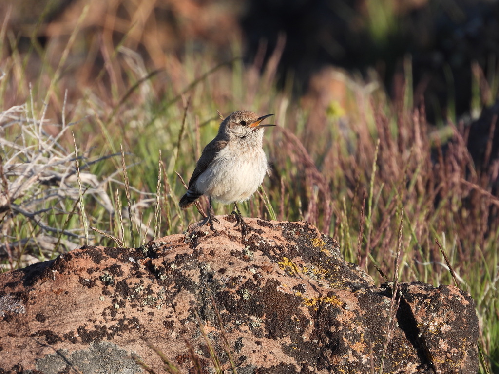 WLDdefense's tweet photo. Vociferous early morning Rock Wren slightly damp from dew in McDermitt Caldera Montana Mountains. Wren went from the hopping in rocks to perching on a nearby habitat kiss of death - a Lithium Nevada claims stake. Thacker miner has huge claims up here that must NEVER be developed. https://t.co/IemCUMbFDD