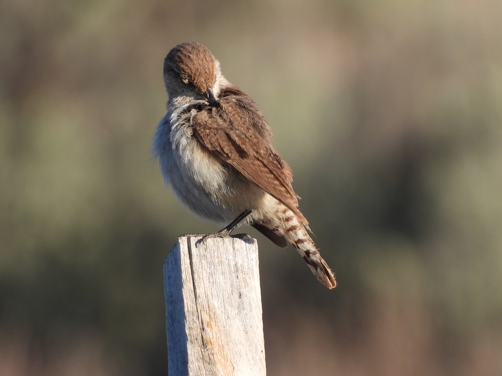 WLDdefense's tweet photo. Vociferous early morning Rock Wren slightly damp from dew in McDermitt Caldera Montana Mountains. Wren went from the hopping in rocks to perching on a nearby habitat kiss of death - a Lithium Nevada claims stake. Thacker miner has huge claims up here that must NEVER be developed. https://t.co/IemCUMbFDD