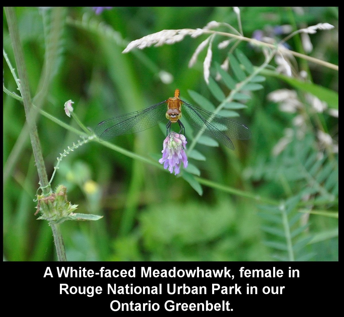 Day 544c of our pictures & the Doug Ford urban sprawl must be stopped. Let's finish this with protecting all our #Greenbelt and STOP #Hwy413 the Bradford Bypass & save nature. #DougFordisaLiar & the #RCMP investigation continues.@Gasp4Change @DavidSuzukiFDN #GreenbeltScandal