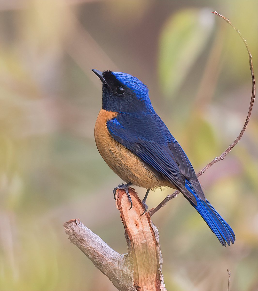 #MondayBlues How about sharing anything blue from the gallery? Rufous-bellied Niltava #IndiAves #ThePhotoHour