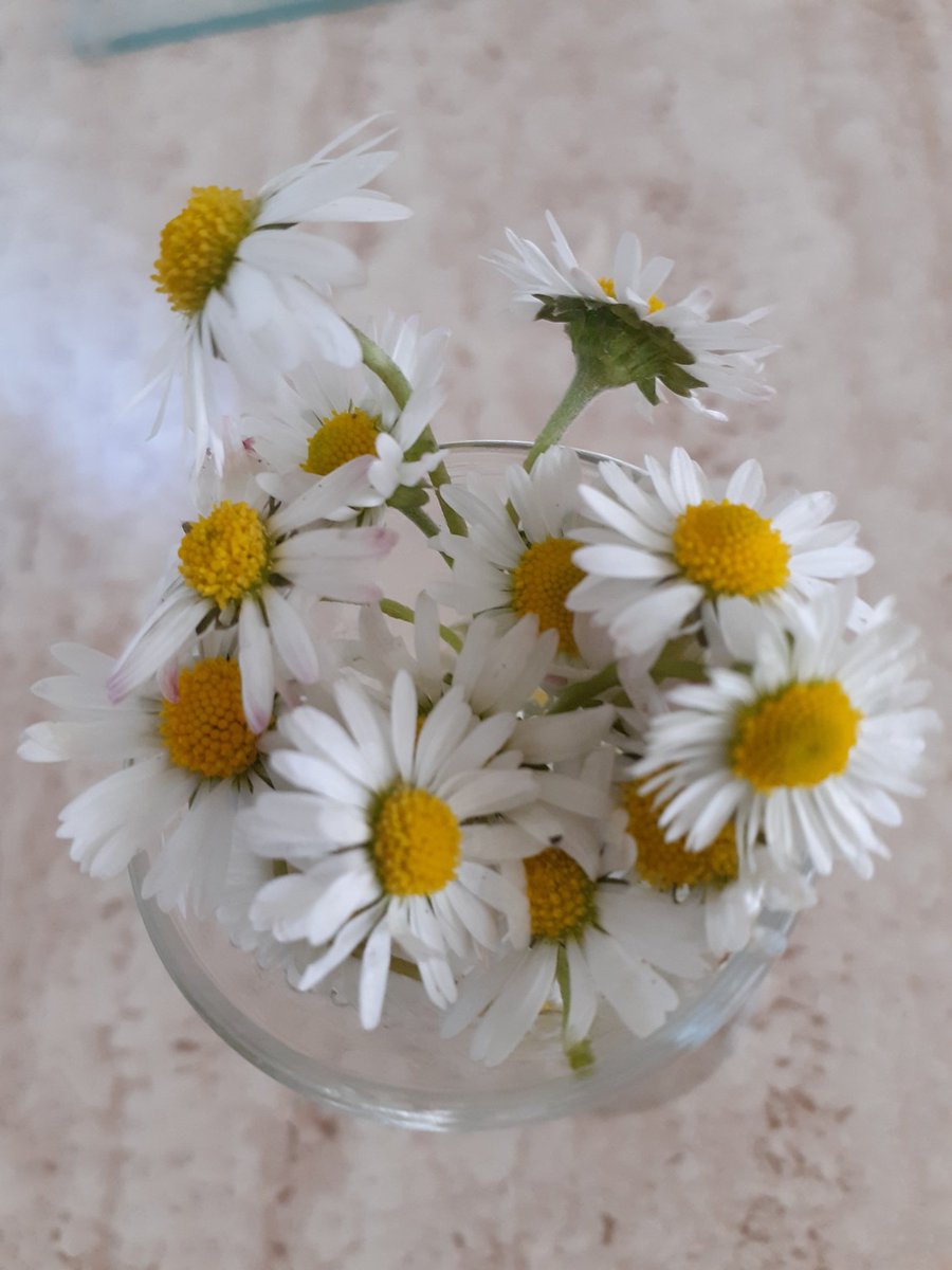 AnneG63401512's tweet photo. It's the simple things that mean so much .There were 3 boys playing ball outside my house so I brought them out a drink &amp; snack.5 mins later they knocked holding the below daisies .At 71 yrs those kids made my day .Wonderful https://t.co/Td7QUJjYLR