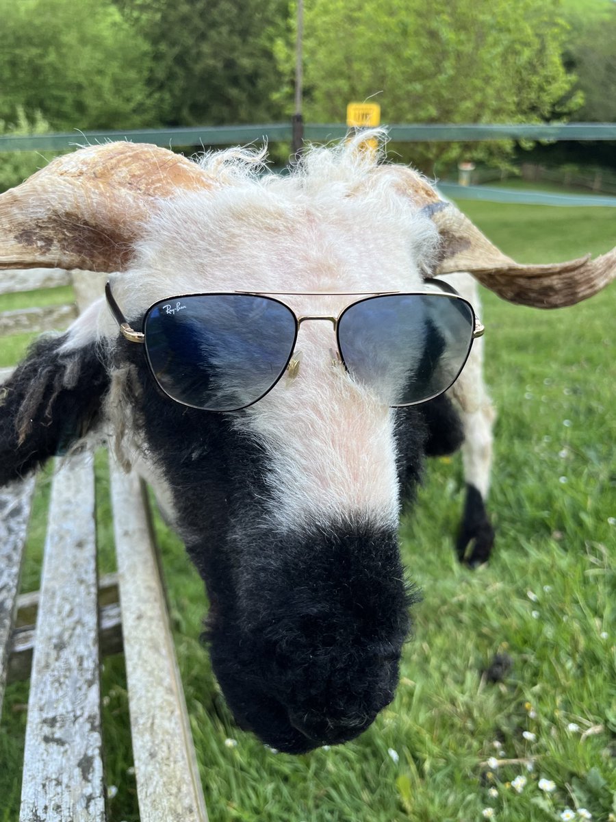 Krumpet, the coolest of all the #sheep