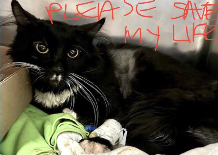 🆘CODE RED: EMERGENCY🆘 Severely weakened and desperately  scared, sweet SUNNY (2yrs) requires #LIFESAVING #SURGERY and needs #IMMEDIATE #RESCUE‼️ PLEASE #RT #PLEDGE #FOSTER #ADOPT - everything you can do to #HELP✔️ #cats #NYC #AdoptDontShop #SharingSavesLives RT@LOVE_CATS_ONE