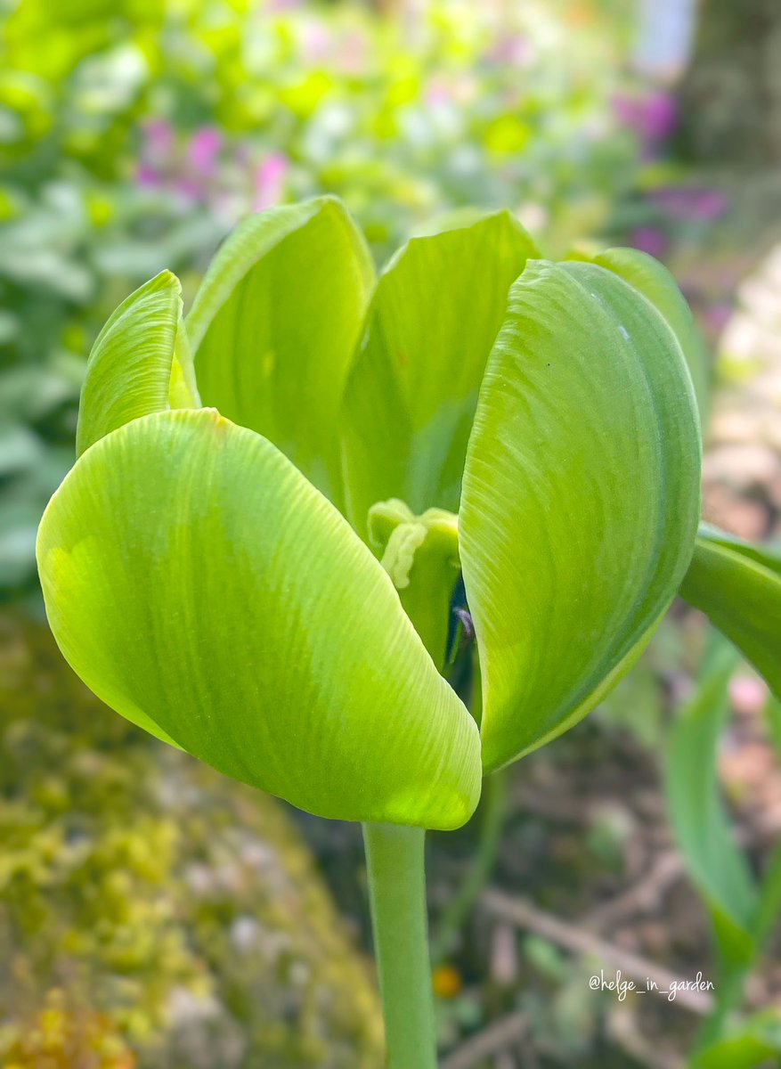Look at this varity Tulip «Green Power». Amazing.😄
#Flowers #nature #NaturePhotography #gardening #gardens #Norway  #plants #naturelife #NaturePhoto #tulip