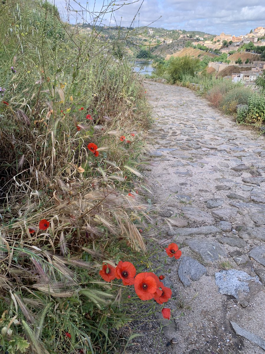 docschiff's tweet photo. Poppies in Toledo, Spain for the #FlowerReport. https://t.co/aY0ajsszNW