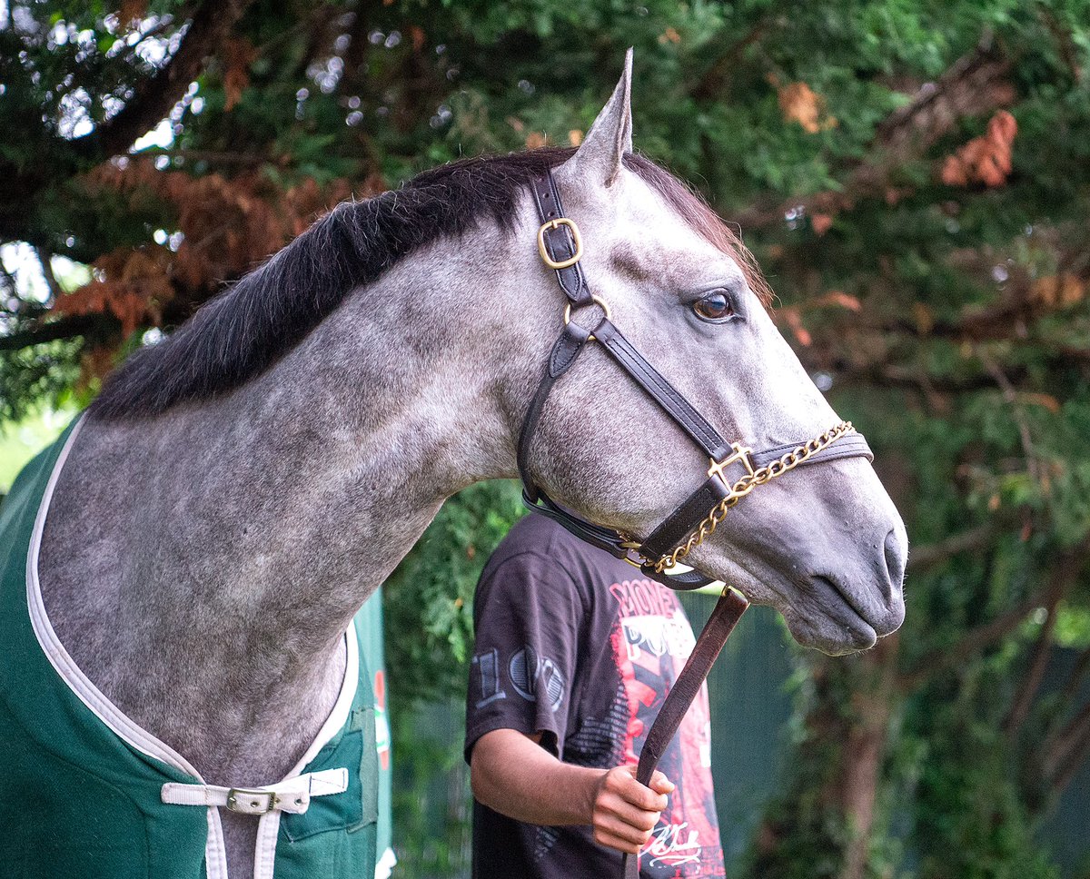 Seize the Grey’s first morning as a Preakness champion. #Preakness149