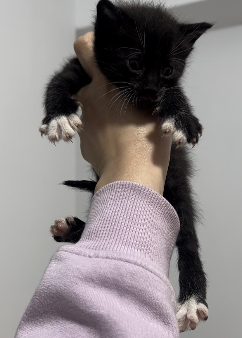 aydasemerci's tweet photo. Hi sanal dostikler, 1,5 hafta kadar önce apartmanımın elektrik dolabında doğum yapmış bir kedi buldum,muhtemelen kapalı kalmış,bulduğumda bebeklerin 2 tanesi ölmüştü,2 tanesinin gözleri enfeksiyondan full kapalıydı,şu an veteriner tedavileri bitti,geçici yuva olarak benimleler+ https://t.co/qiPpHOffQy