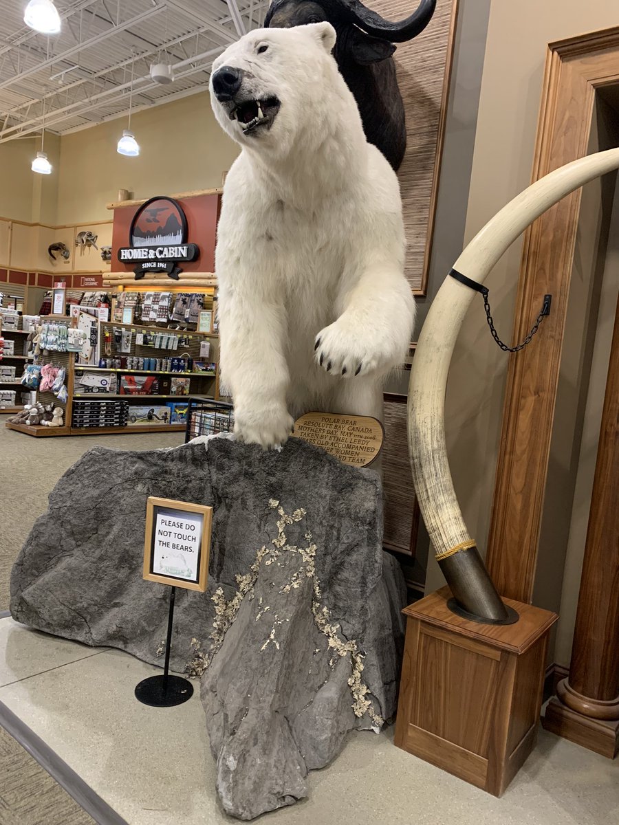 Swiffer84's tweet photo. @cabelascanada I’m formally requesting that you change your store policy so I can touch this bear. Thank you in advance https://t.co/3HB9HDZxQd