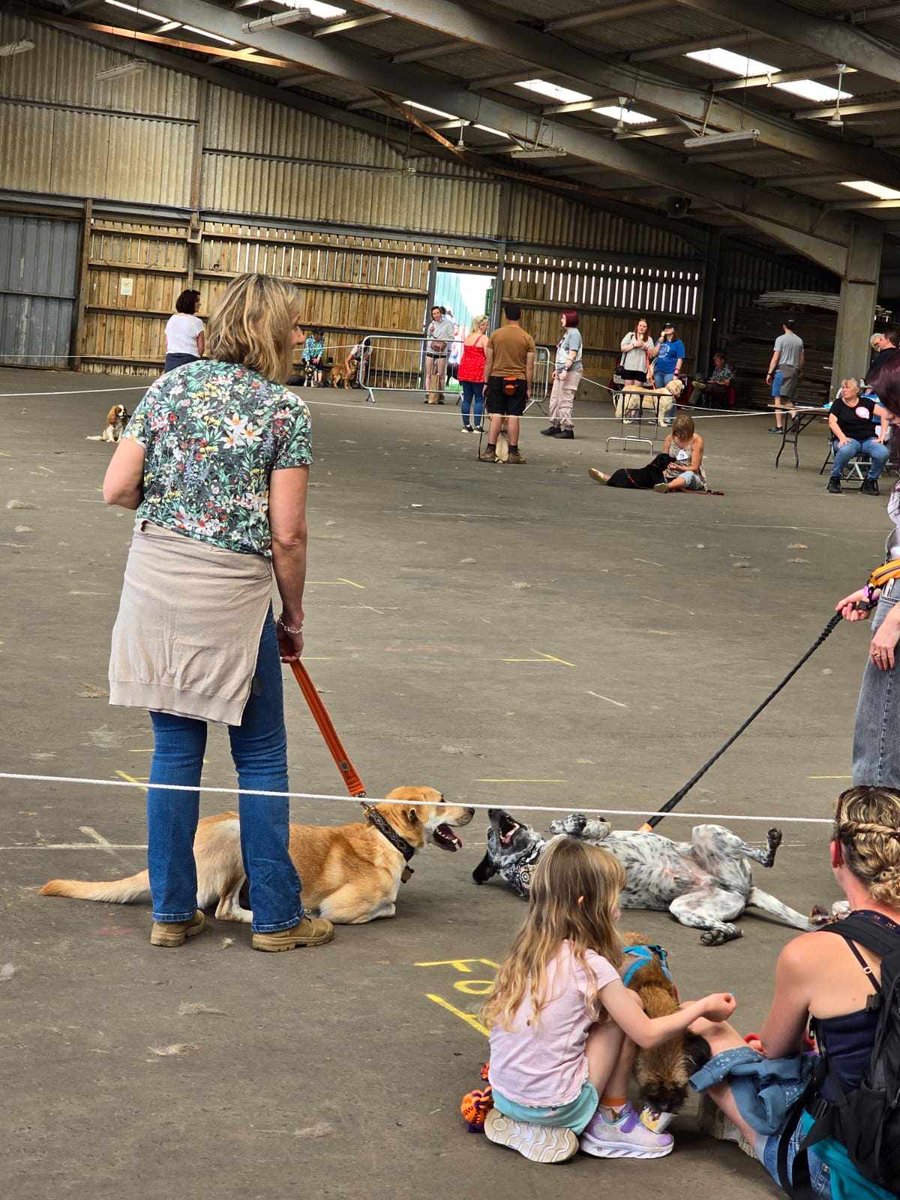 Just look at the beautiful boy. Do you recognise him? It is Spencer. Wow. His adopter said he won a rosette today, 2nd best rescue. Paws in the Park in Sussex. he met Val from @valgraysrescue who was kind enough to let him go through her rescue 🥰🥰🥰 He looks amazeballs ❤️