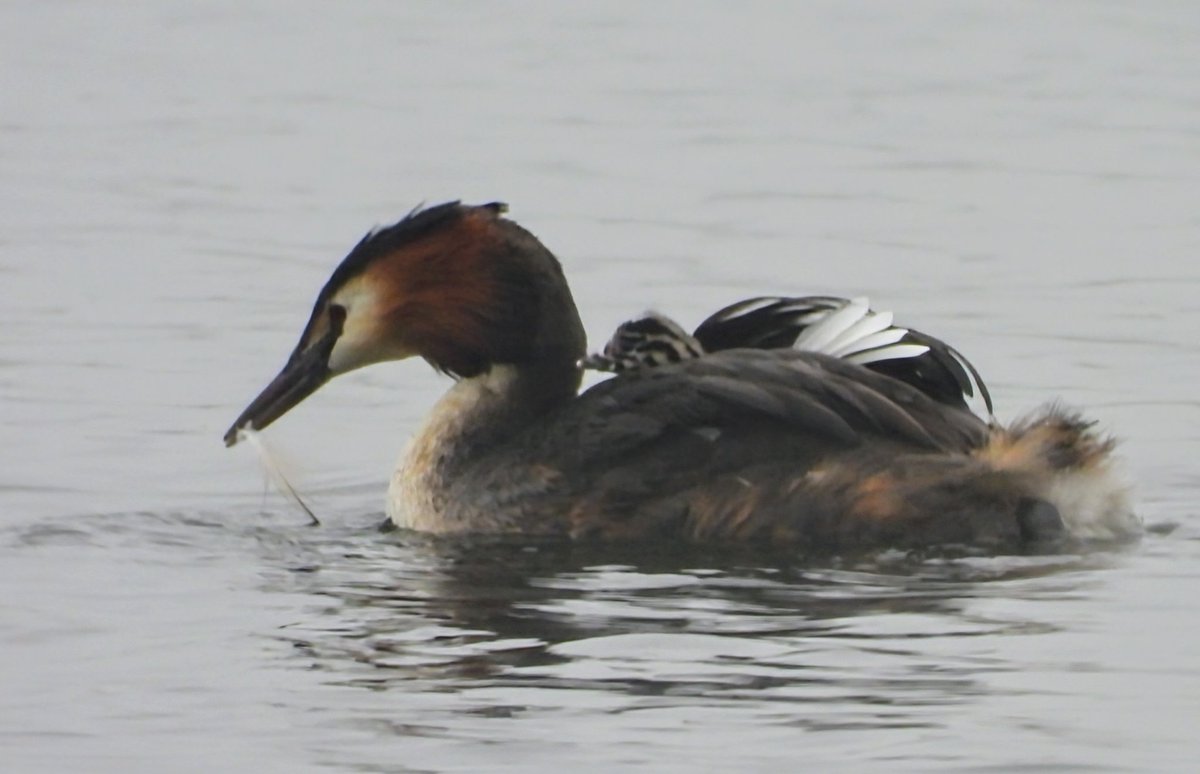 Great crested grebe with passenger at a misty Hogganfield this morning.