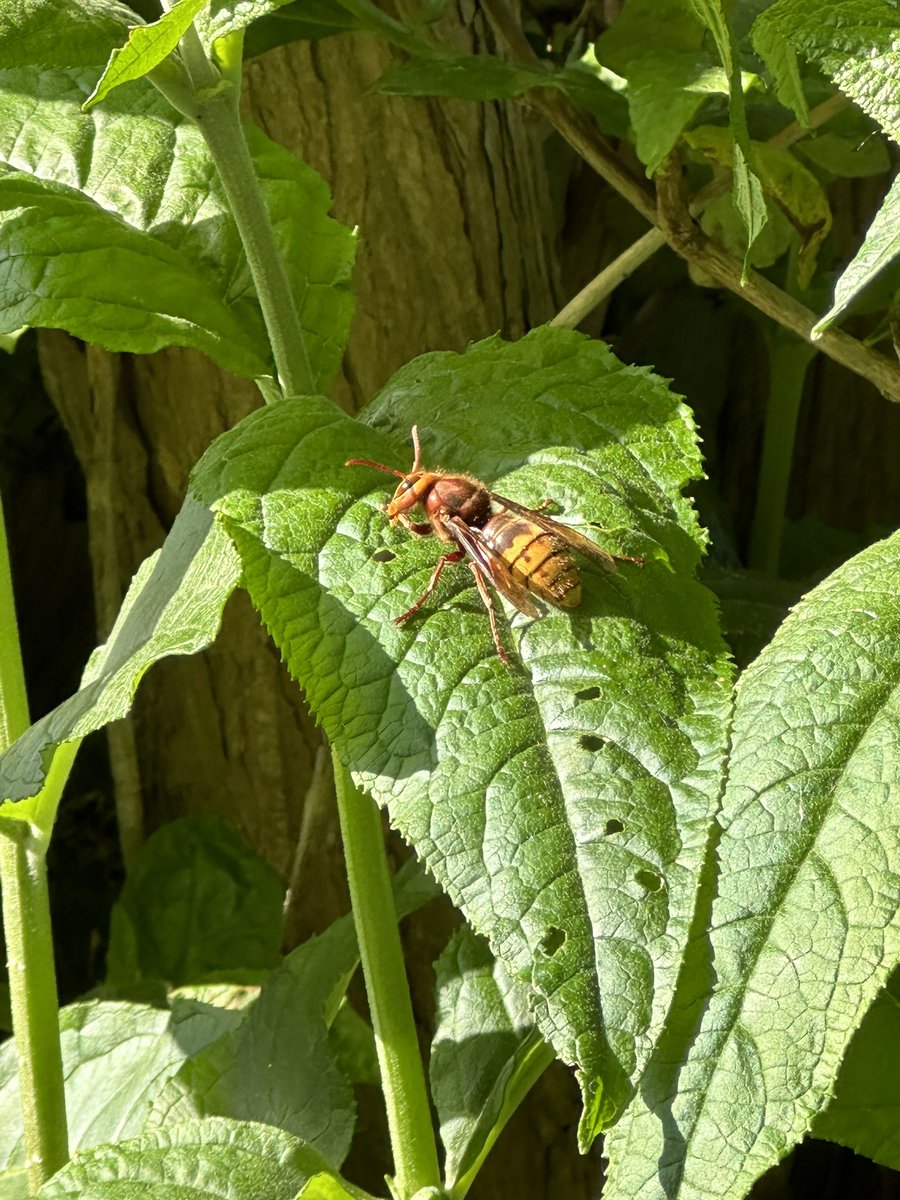 WalnutRede's tweet image. Any hornet experts out there? This rather large individual managed to drop in my drink, happily climb out, shake it off and fly onto this leaf! 🐝😬 #hornet
