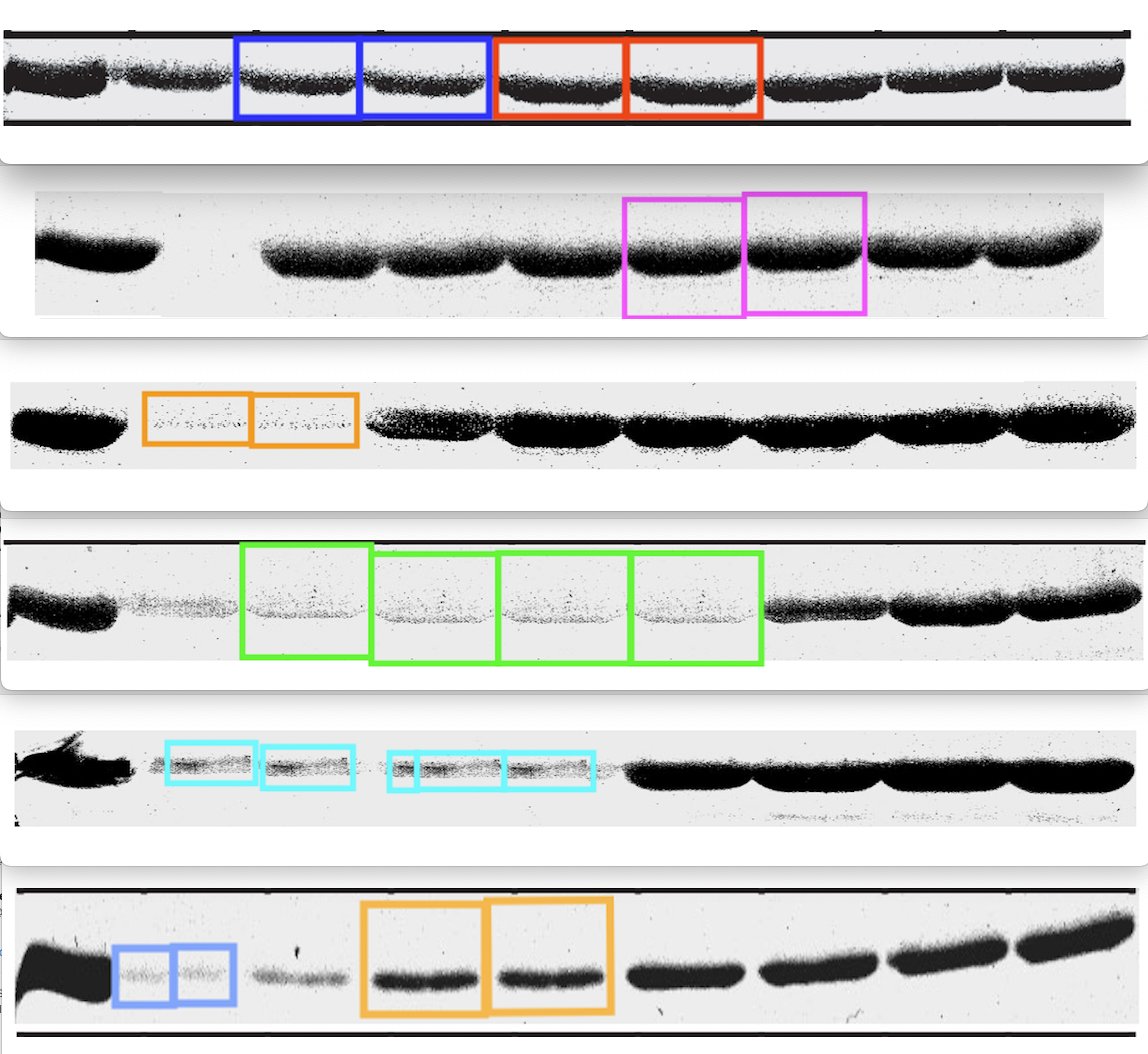 Elisabeth Bik (@microbiomdigest) on Twitter photo "It's Elisabeth Bik and her AI tools again, pointing out some minor errors".
Some serious concerns about this <a href="/NatureNeuro/">Nature Neuroscience</a> paper from a <a href="/Stanford/">Stanford University</a> Nobel-Prize-winner in
pubpeer.com/publications/9… "It's Elisabeth Bik and her AI tools again, pointing out some minor errors".
Some serious concerns about this <a href="/NatureNeuro/">Nature Neuroscience</a> paper from a <a href="/Stanford/">Stanford University</a> Nobel-Prize-winner in
pubpeer.com/publications/9…