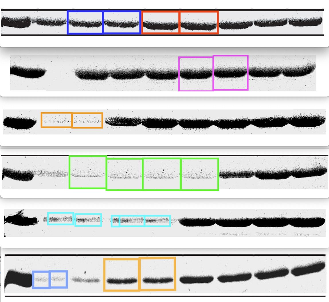 'It's Elisabeth Bik and her AI tools again, pointing out some minor errors'. Some serious concerns about this @NatureNeuro paper from a @Stanford Nobel-Prize-winner in pubpeer.com/publications/9…