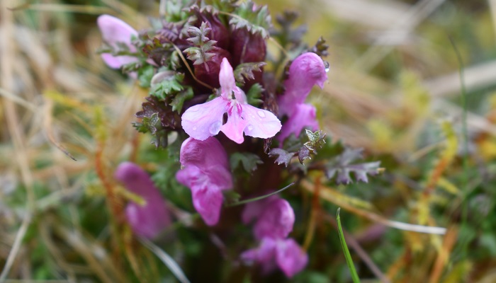 Catherine Keena, Teagasc Countryside Management Specialist, takes a closer look at some of our native Irish biodiversity, focusing this time on Lousewort and Meadow Foxtail. bit.ly/4bJUzgL