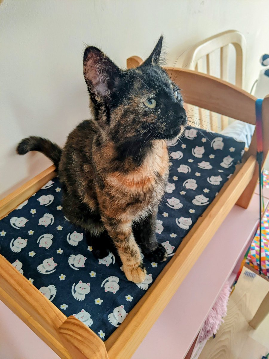 The new Kit-Tea Cafe, Falkirk houses rescue cats and promotes awareness of cat welfare while offering mental health support to the community. A not-for-profit initiative 😻